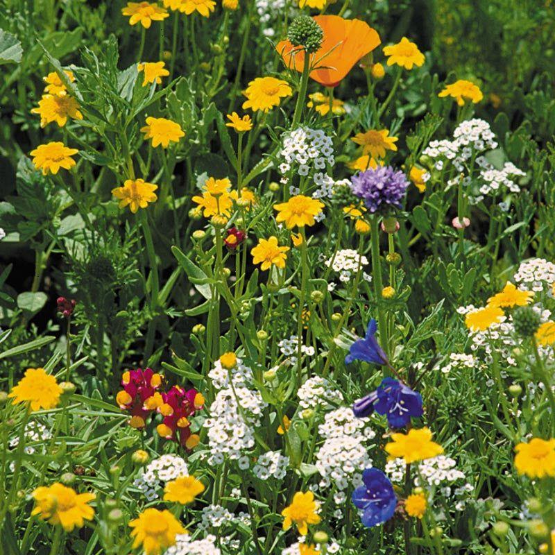 California Coastal Range Wildflower Mix (1/4 lb) - Image 2
