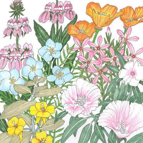 California Coastal Wildflower Mix (pack) - Image 2