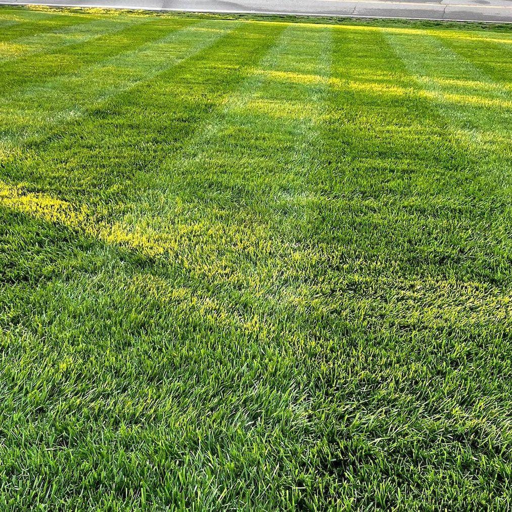 Lesco All Pro Transition Tall Fescue Grass Seed - Image 5