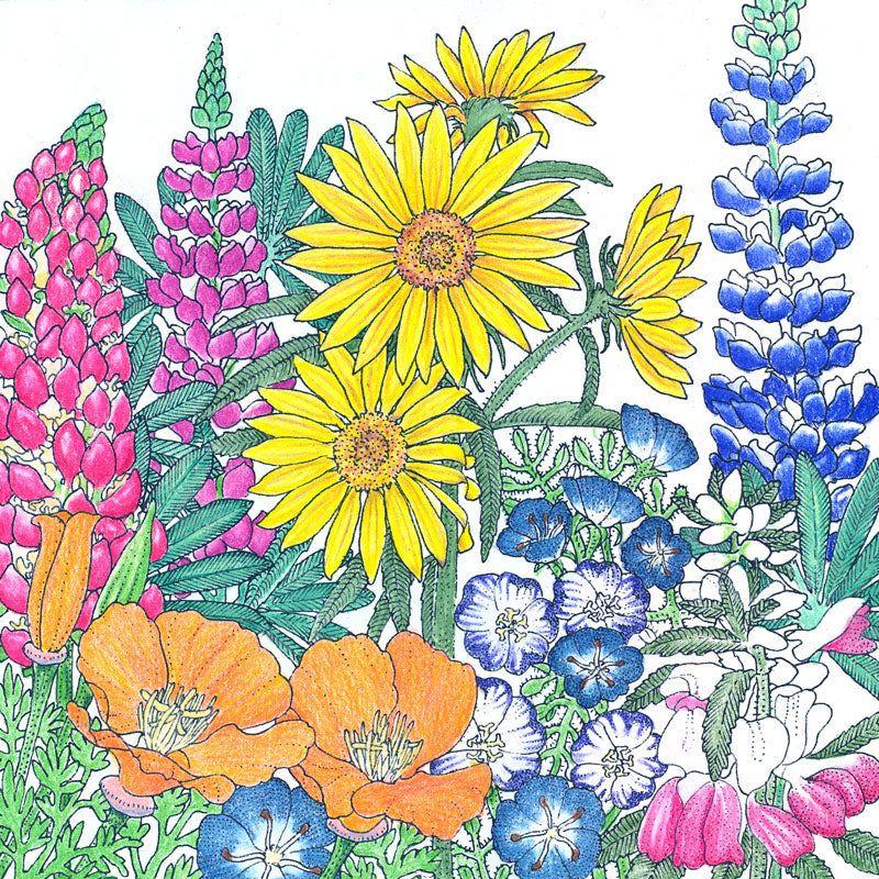 Regional Northwest Native Wildflower Mix (pack) - Image 2